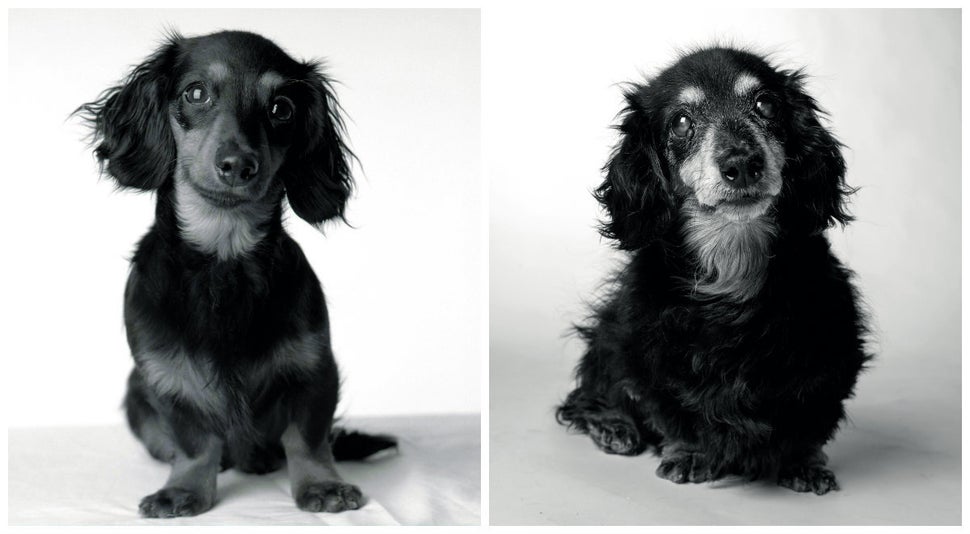 Left: Lily at 8 months old. Right: Lily at 15 years old. 