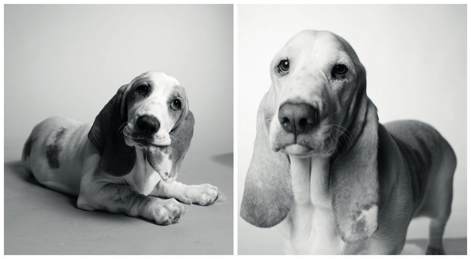 Left: Poppy at 1 years old. Right: Poppy at 7 years old. 