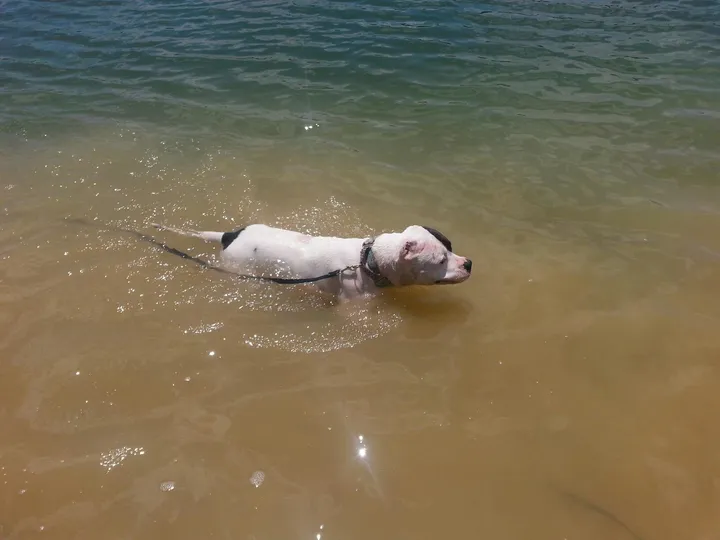 Michael Vick's dog-fighting pit bull Lucas 'who always had a smile