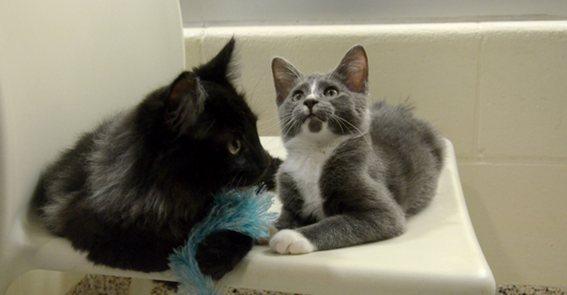 With 'Guide Cat' Best Friend, Blind Kitten Will Never Be Lost HuffPost