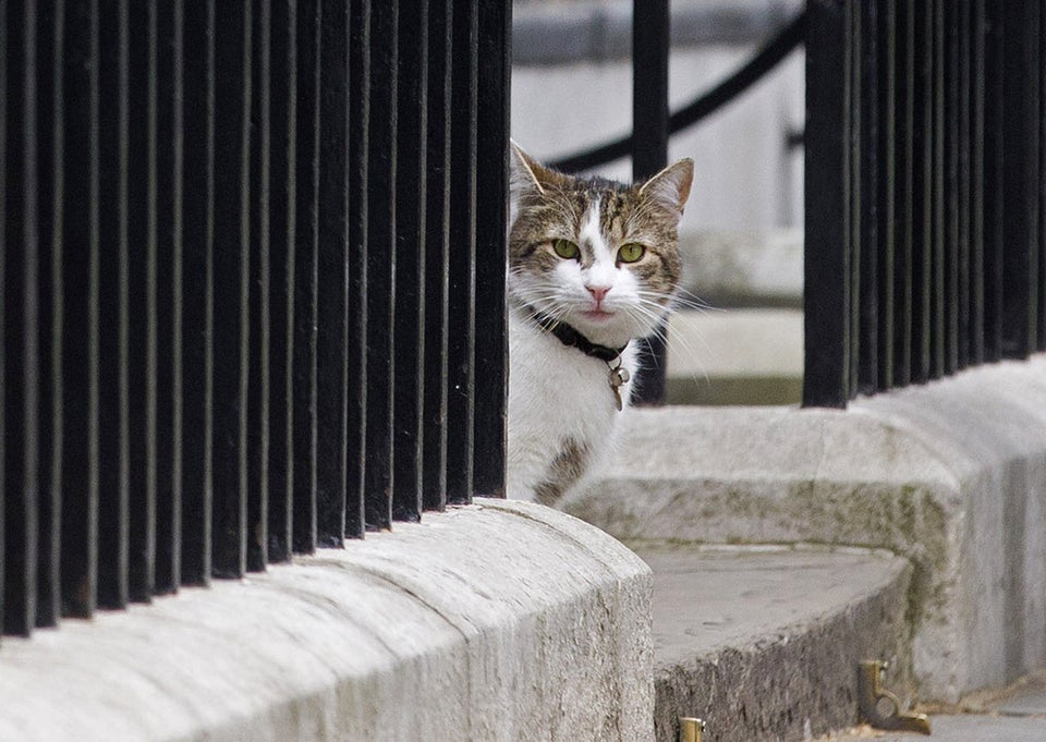 Tuggle seeks to help Cats in new role