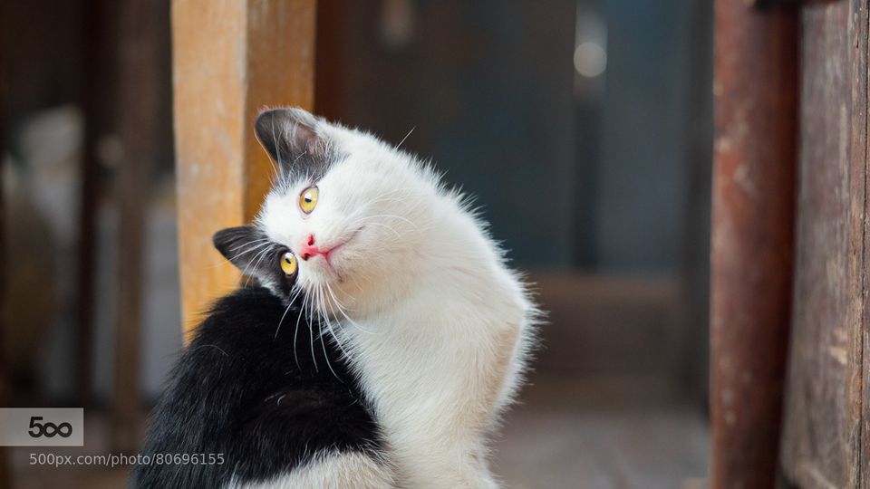 Cat Carer Job in Russia