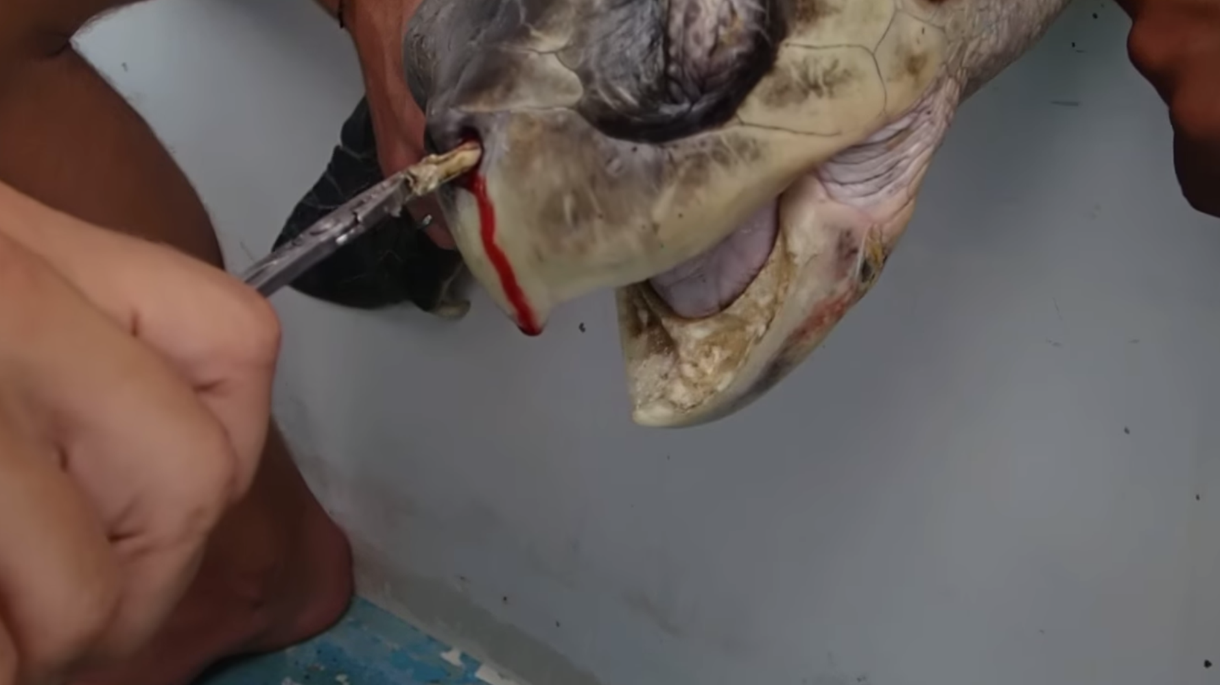 Video of a turtle having a drinking straw pulled from its nose in Costa  Rica