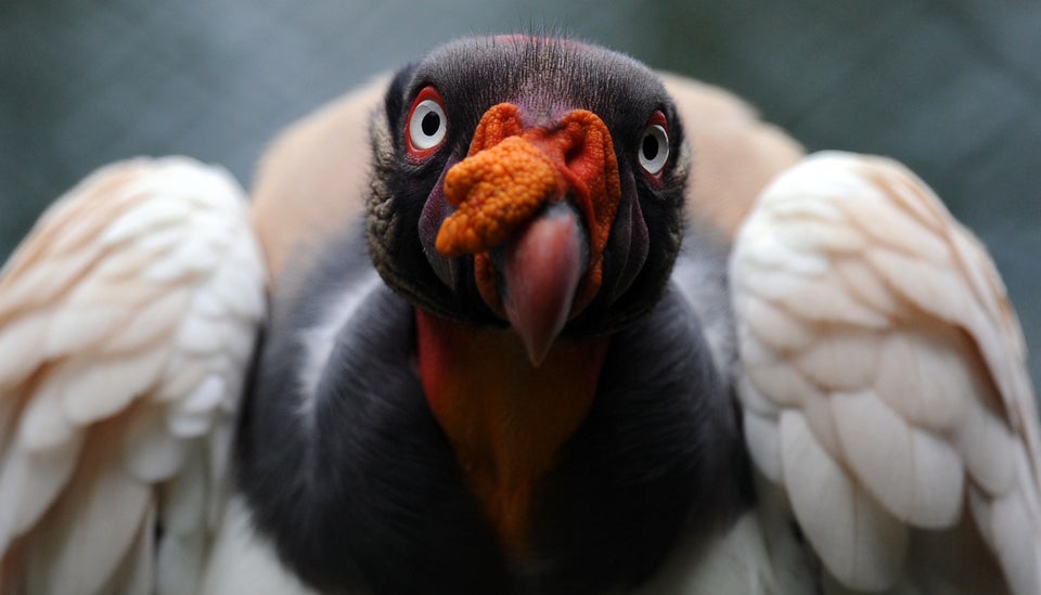 Vultures fall migration to Florida, known for puking for protection