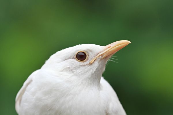 a blackburnian warbler-bluejay hybrid., Stable Diffusion