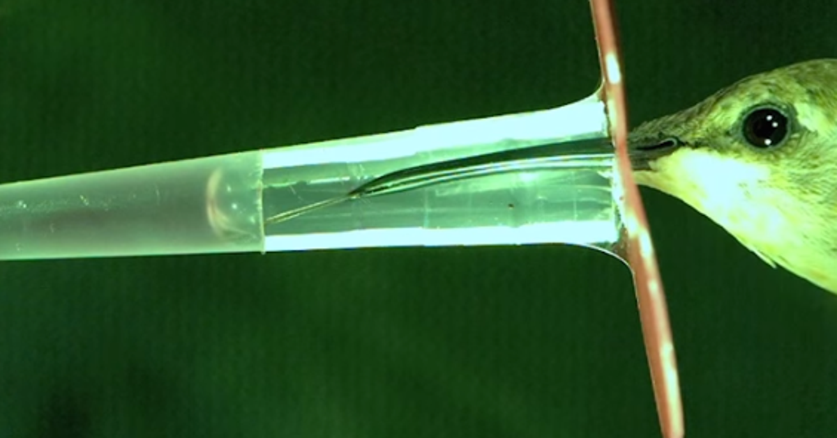 Even In Slo-Mo, A Hummingbird Feeds Pretty Fast | HuffPost Impact