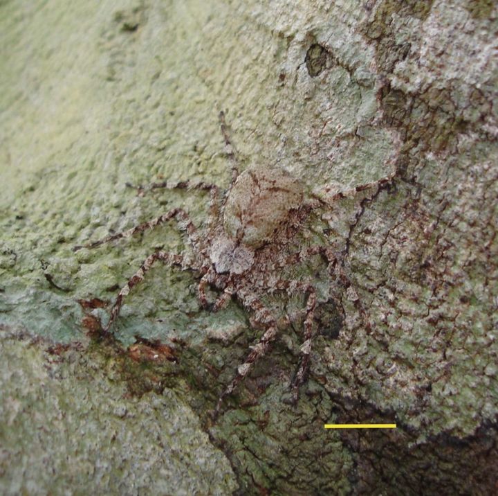 Can you spot the Selenops banksi hiding on this tree trunk in Panama? (Scale bar is 1 cm.)
