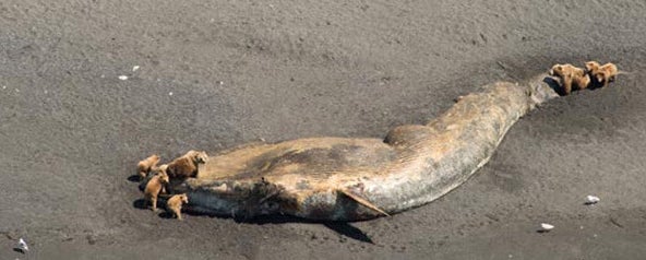 <p>Bears are seen feeding on the carcass of a fin whale which washed up in Larson Bay, Alaska, near Kodiak in June 2015.</p>