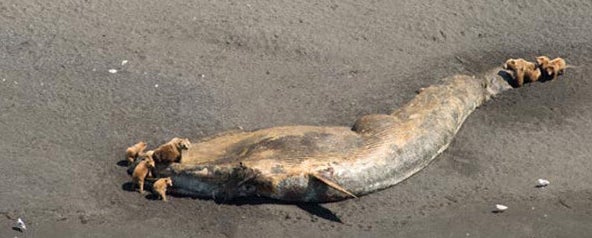 Bears are seen feeding on the carcass of a fin whale which washed up in Larson Bay, Alaska, near Kodiak in June 2015.