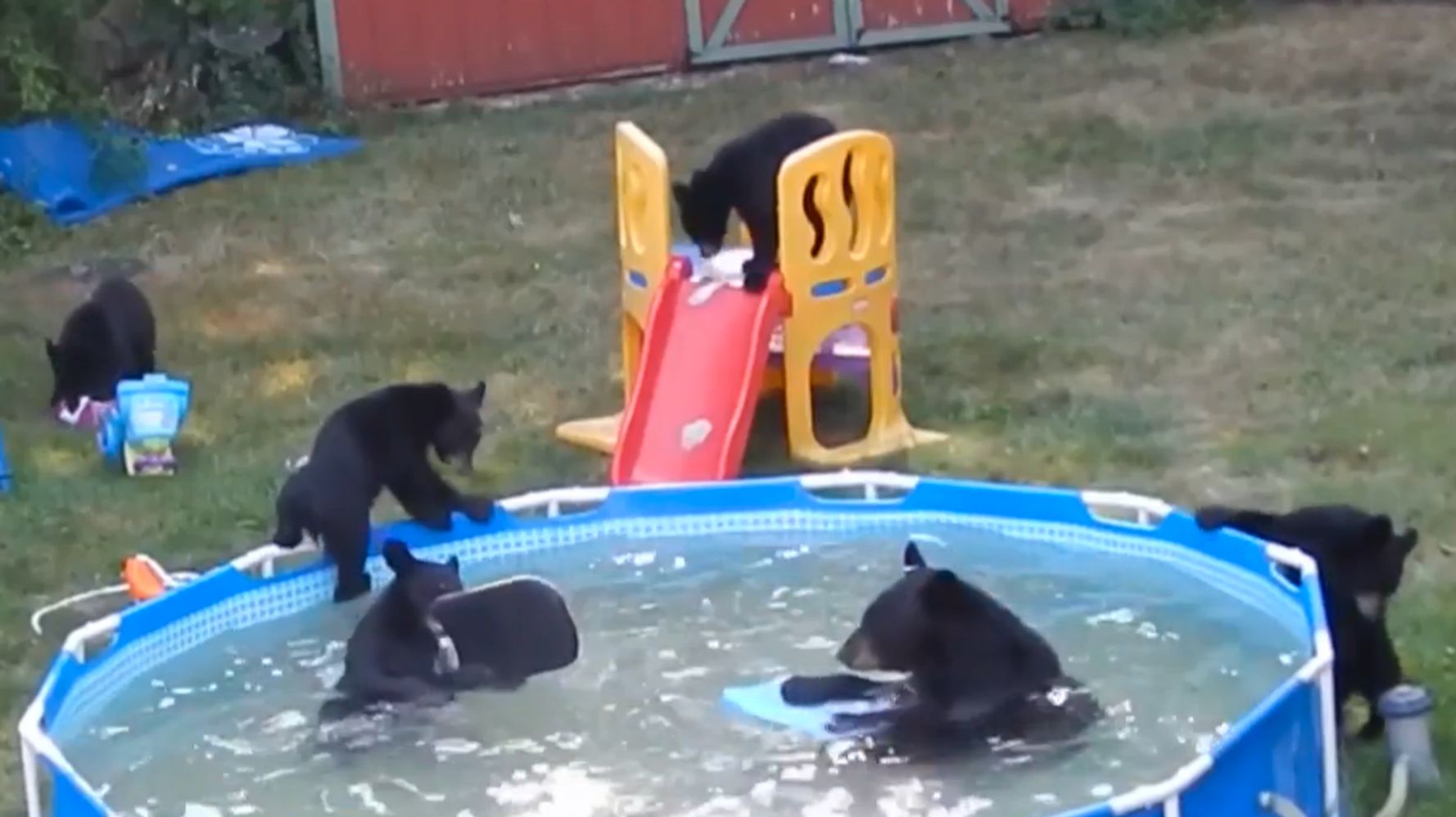 Bear Family Pool Party Is The Cutest Backyard Invasion Ever | HuffPost Life