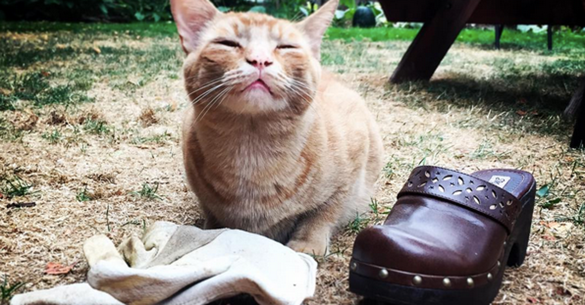 Kitty Who Steals His Neighbors' Belongings Is The Cutest Crook Around HuffPost