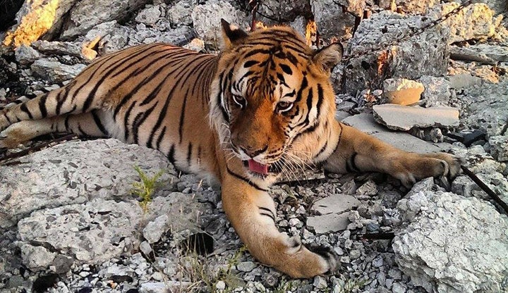 Tiger brought to the Packard Plant in Detroit for a photo shoot on August 17, 2015.