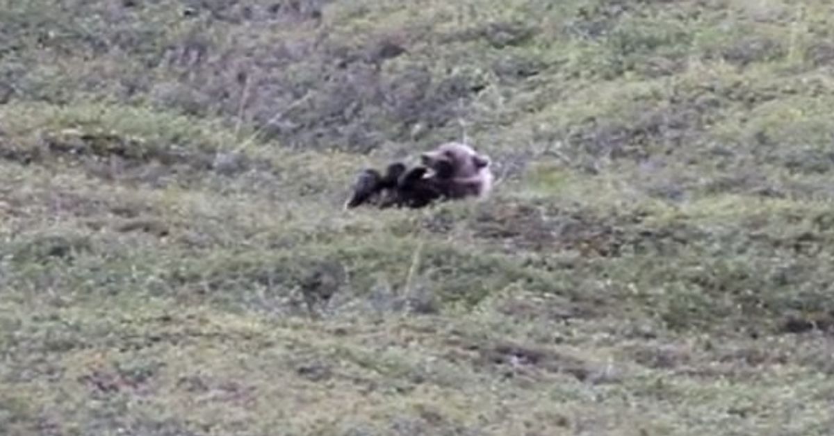 Grizzly Bear Rolls Down A Hill Like A Great, Big, Deadly Kid | HuffPost ...