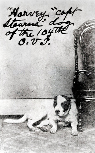 Harvey was one of the most beloved canines in a unit that had so many dogs, it was nicknamed the "barking dog regiment."