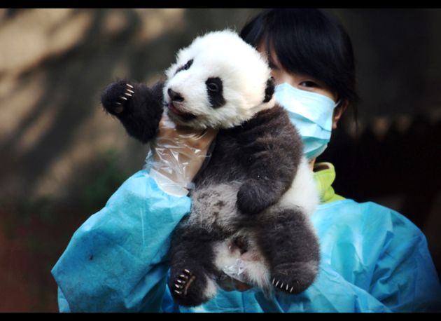 Why Are Panda Babies So Small Panda Researcher Fingers Bamboo Updated Huffpost