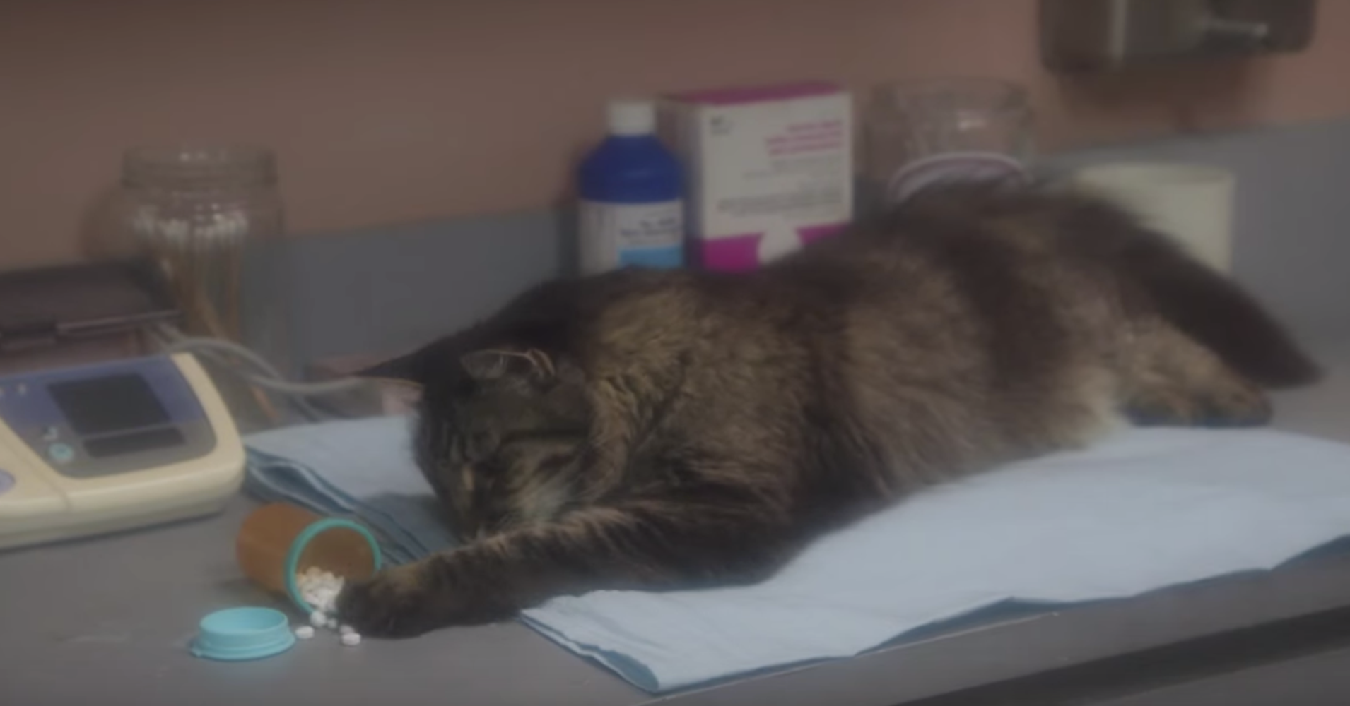 'Cat Hospital' Is The Best Cat Soap Opera You Will See All Day HuffPost