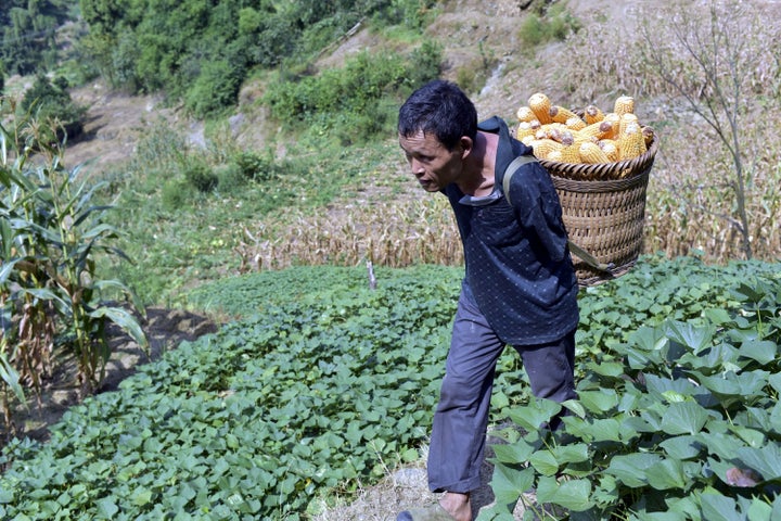 Chen Xingyin carries a basket of corn on his back.