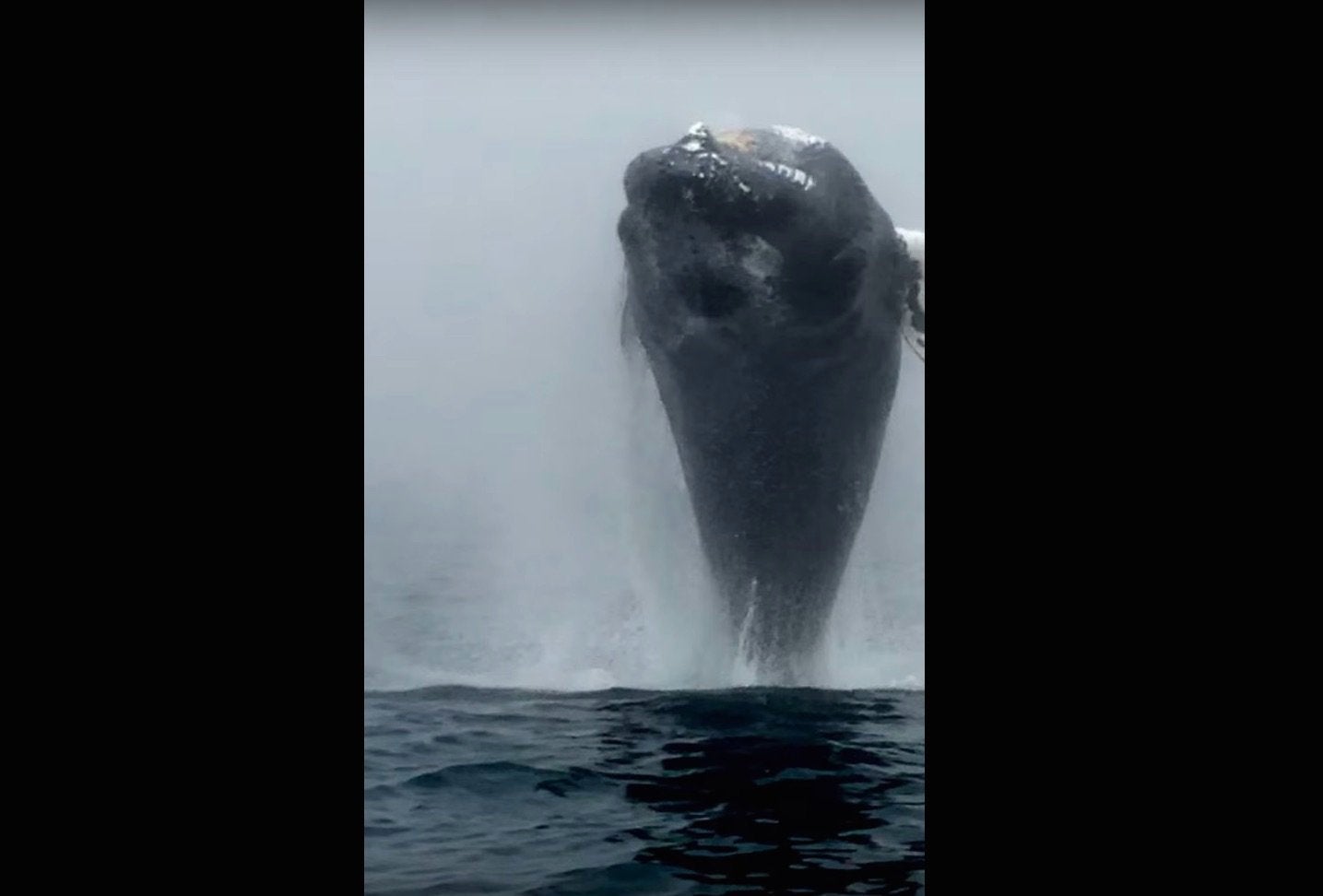 Кит под мостом в канаде