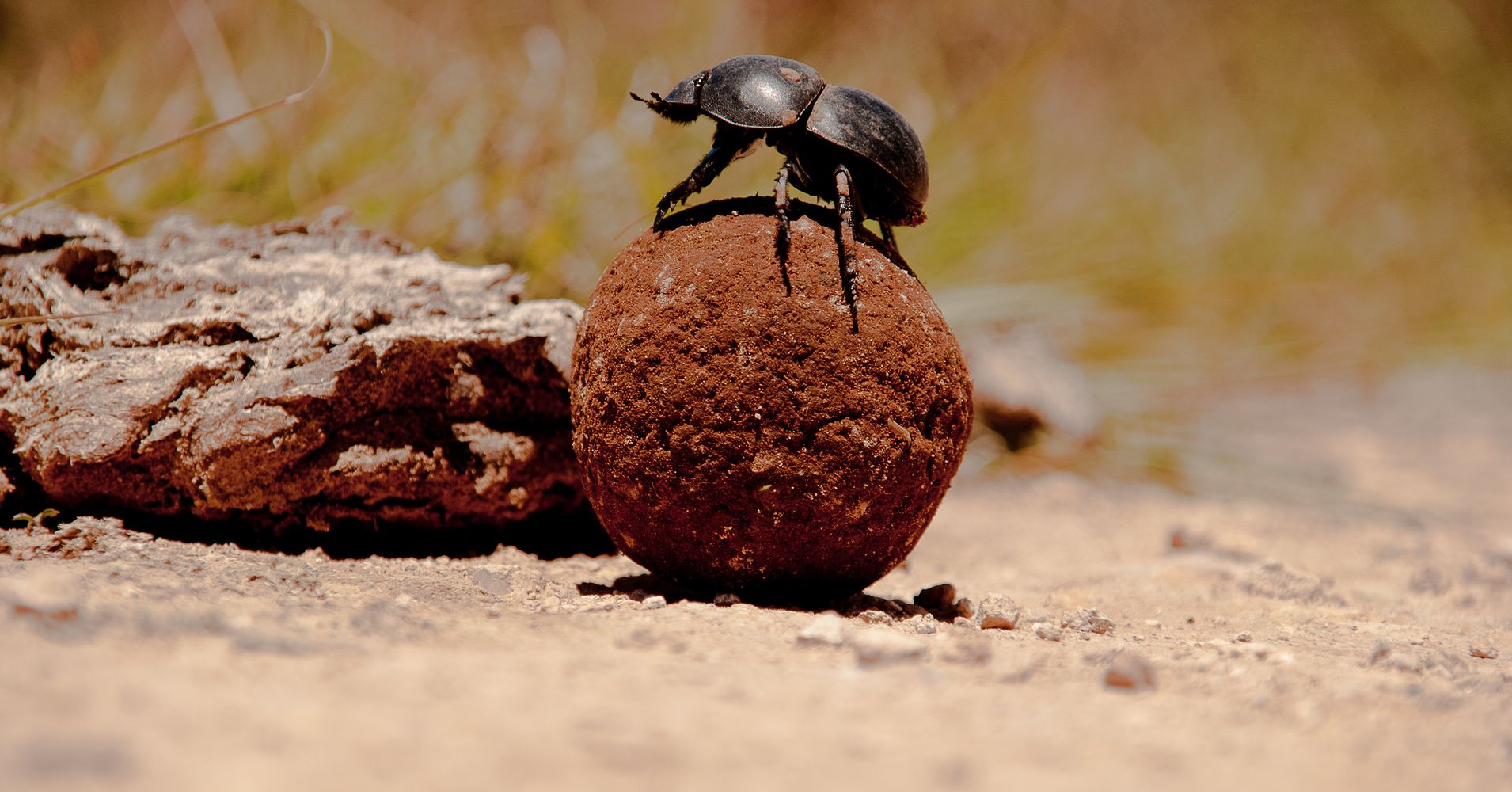 scientists-reveal-secret-to-dung-beetles-impressive-navigation-skills