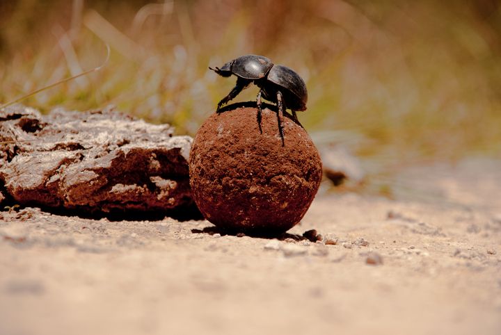 Dung beetle brains are built so they can navigate day or night.