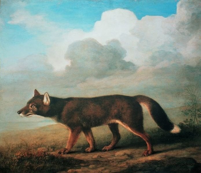 <a href="https://en.wikipedia.org/wiki/File:George_Stubbs,_A_portrait_of_a_large_Dog_from_New_Holland_(Dingo),_1772.jpg">Geor