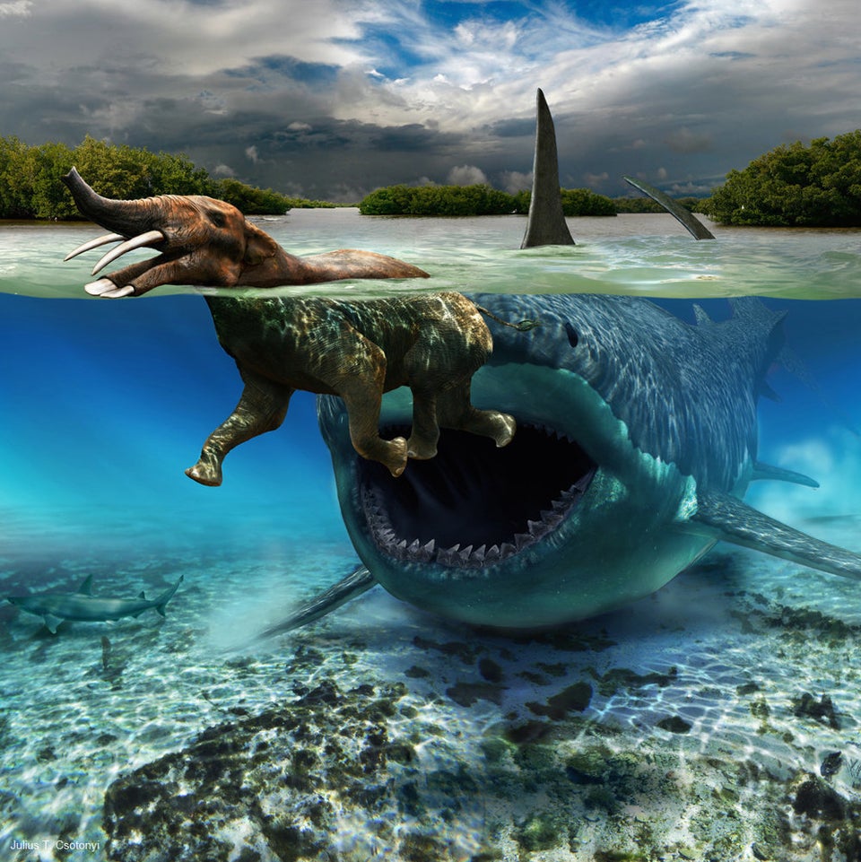 Megalodon stalking Platybelodon