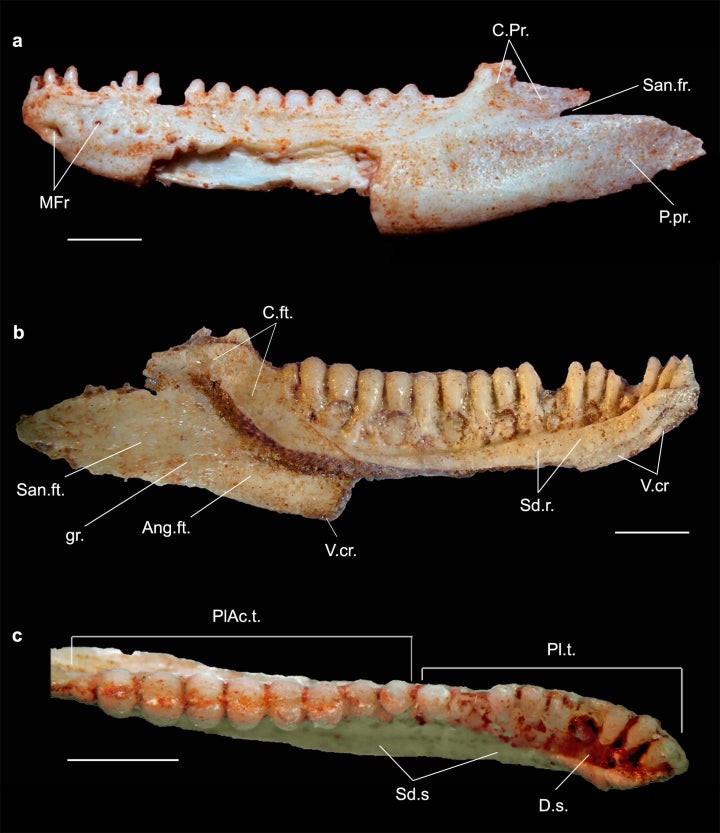 The specimen upon which the description and name of Gueragama sulamericana is based.