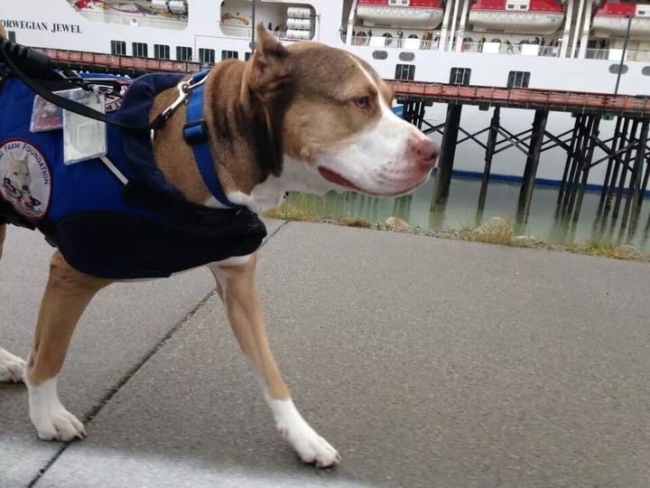 <p>Jericho, a pit bull-looking dog, wears an official service animal vest. Because he is an official service dog.</p>