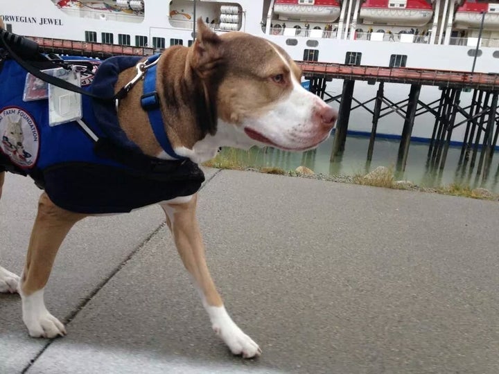 Jericho, a pit bull-looking dog, wears an official service animal vest. Because he is an official service dog.