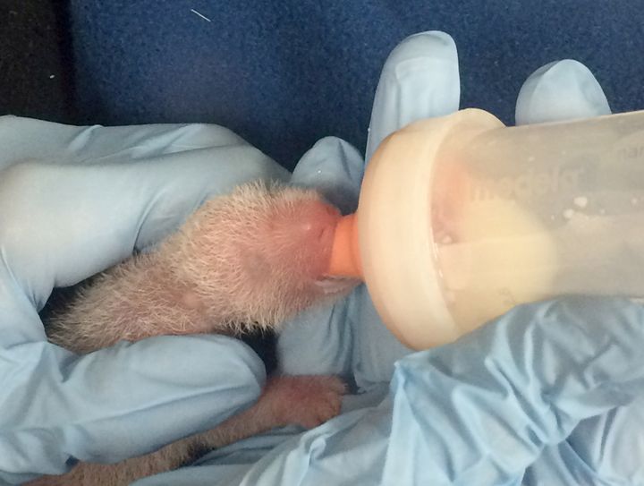 One of the two baby pandas born at the National Zoo in Washington on Saturday.