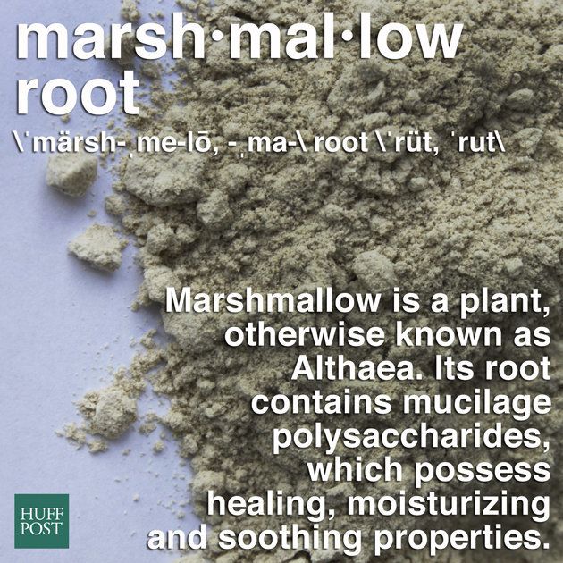 Marshmallow Root Plant