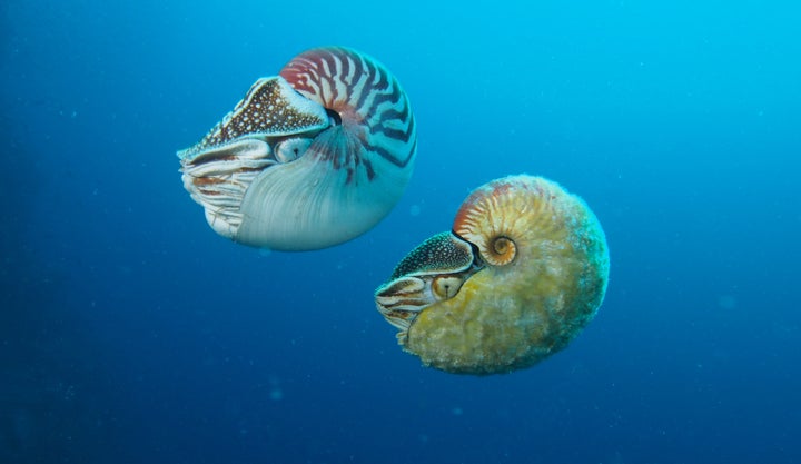 Nautilus pompilius (left) swimming next to a rare Allonautilus scrobiculatus.