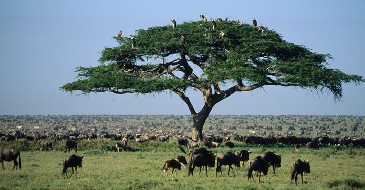 Wildebeests in the Serengeti.
