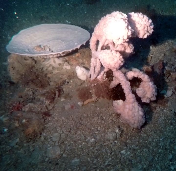 A cup sponge and a sea tulip found on the sea floor of Wilsons Promontory Marine National Park.