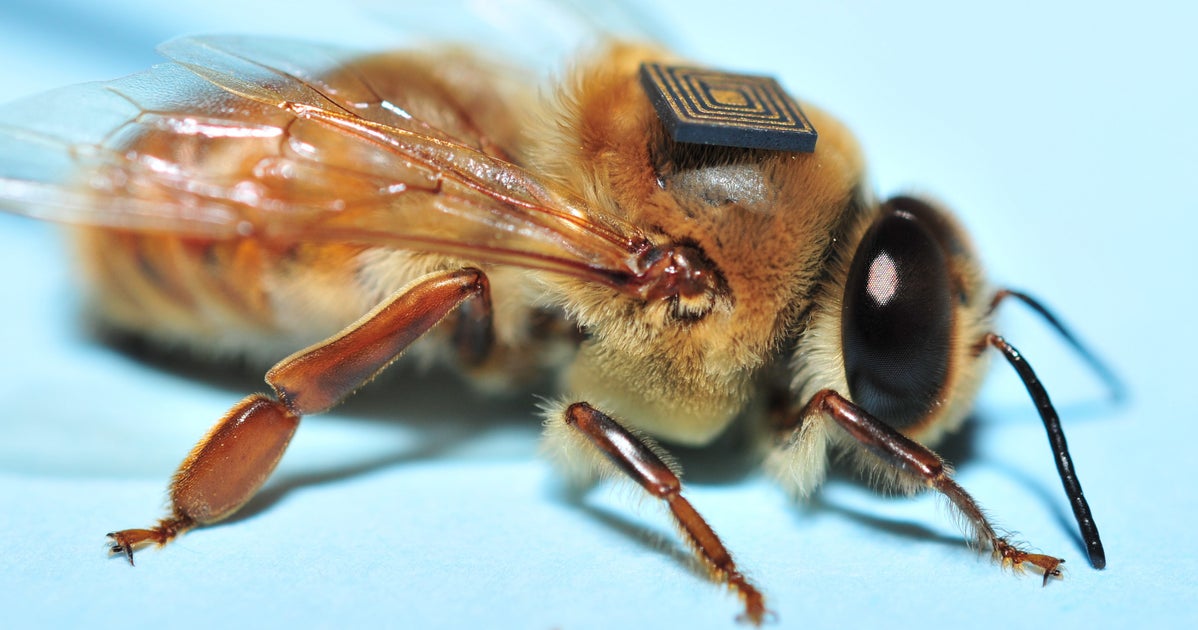 Here's Why Scientists Are Giving Honeybees Tiny 'Backpacks' | HuffPost ...