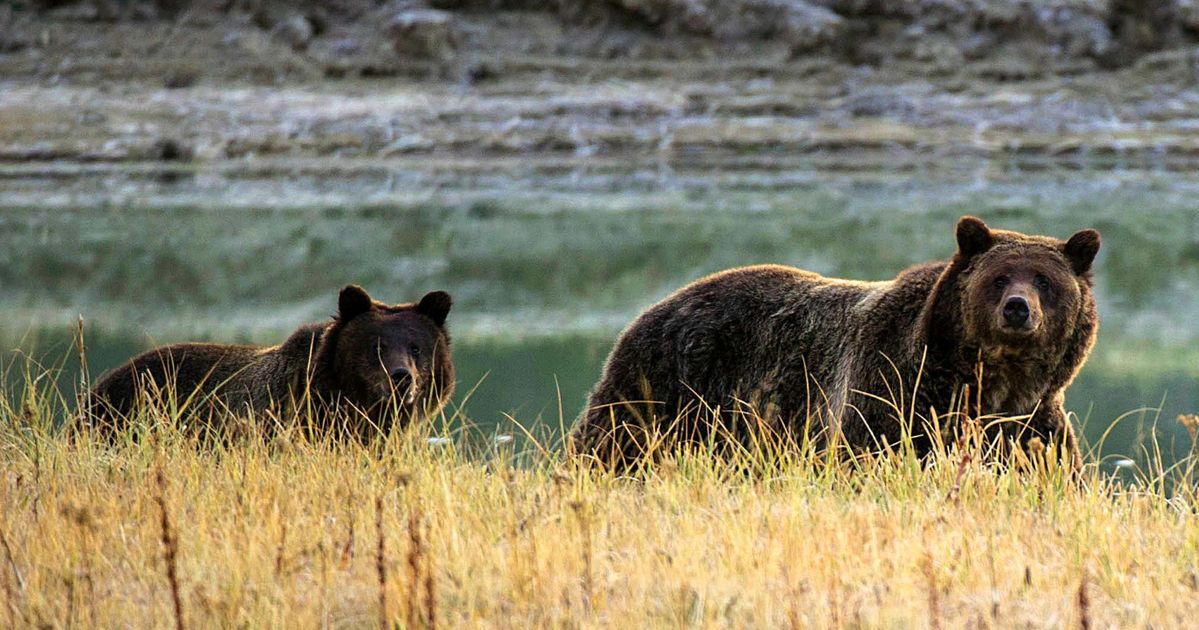 Bear best. Национальный парк Йеллоустоун фауна. Медведи Гризли Йеллоустоун. Вуд Баффало национальный парк волки. Йеллоустонский национальный парк Гризли.