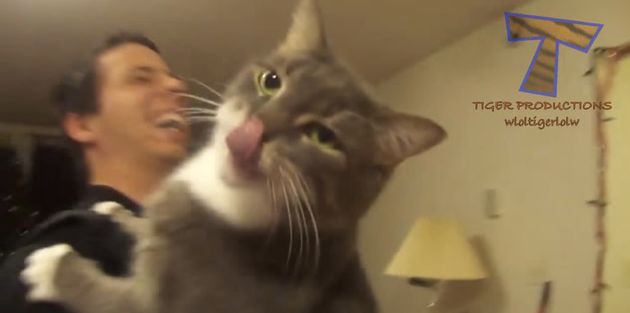 The Surprising Reason Humans Love Cat Videos Huffpost