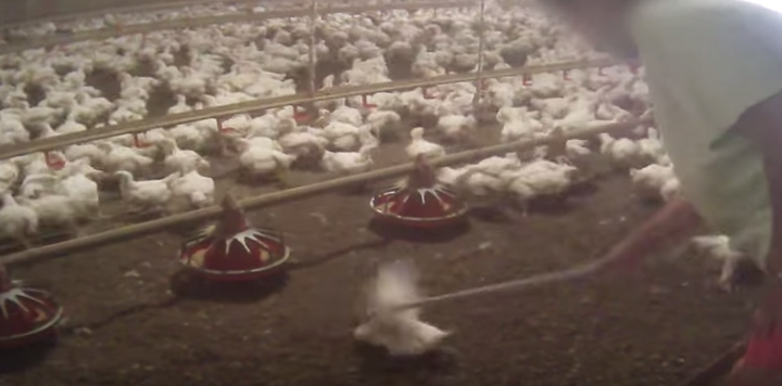 Animal rights group says chickens were abused, but Tyson Foods cut ties  with the farm on its own