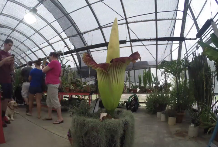 Stinky Phil in the greenhouse at Virginia Tech.