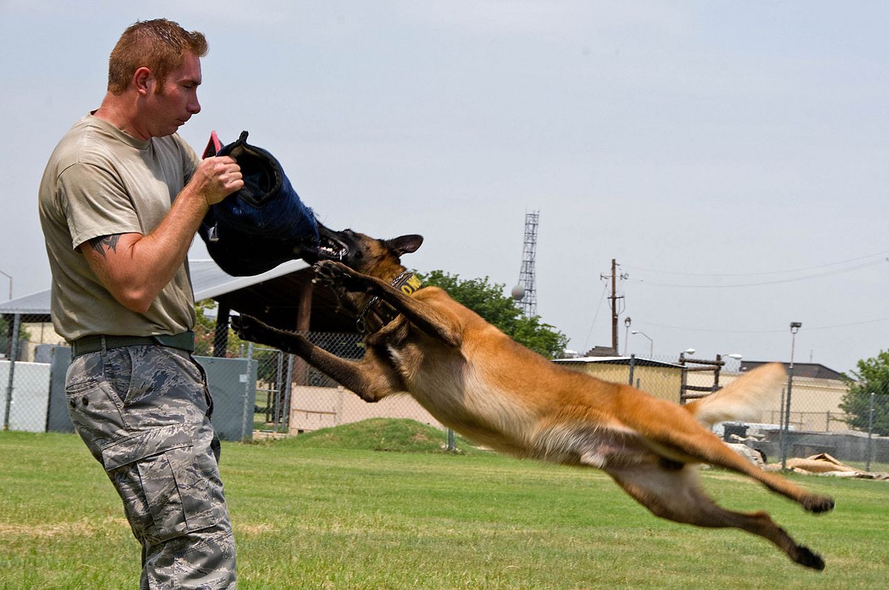 Tech. Sgt. Shawn Rankins and military working dog Eespn demonstrate aggression training Aug. 4, 2015, at Sheppard Air Force Base, Texas.