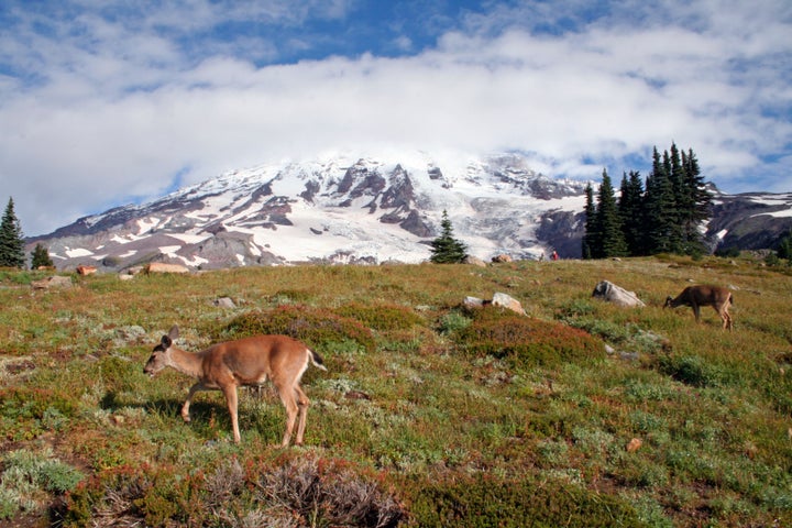 <p>Washington state's Mount Rainier is known as Tahoma to the Puyallup tribe.</p>
