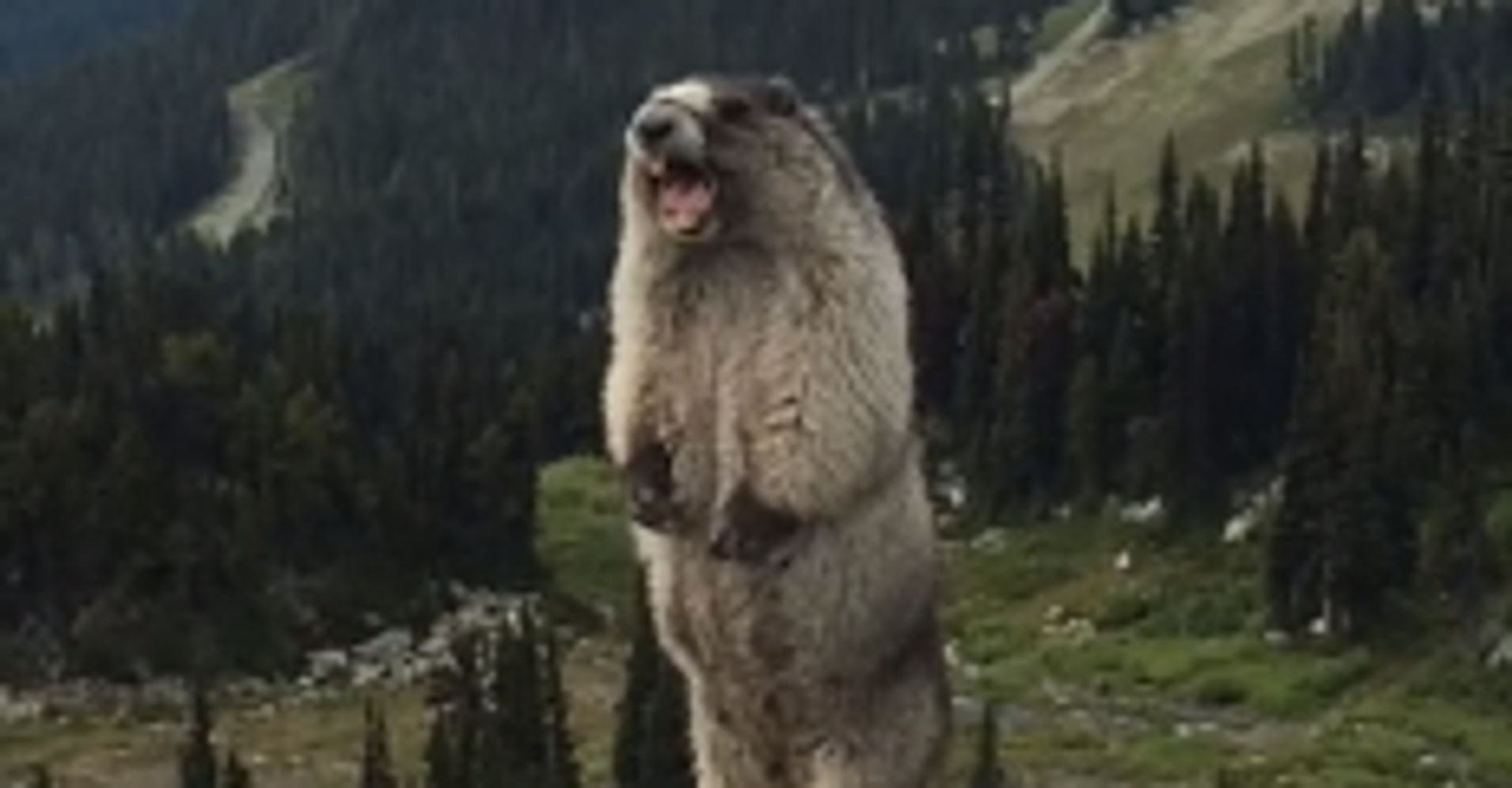 This Marmot Has A Really Irritating Scream | HuffPost