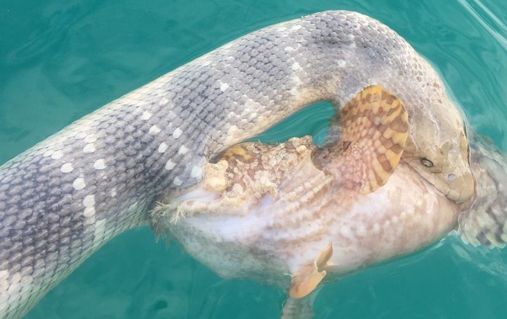 A sea snake and venomous fish locked in a death grip with each other off the coast of Darwin, Australia.