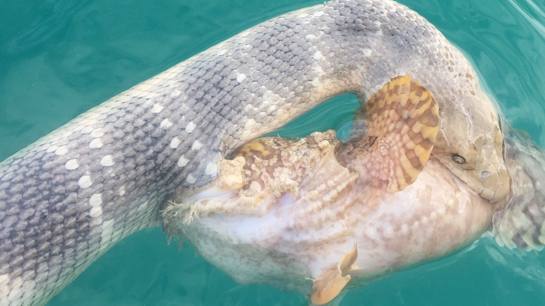 Speedy new species of snake uncovered in Australia, Newsroom