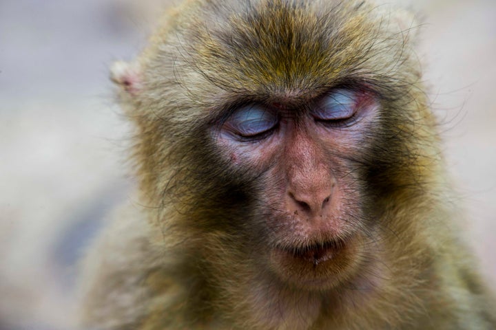 To make sure the parade goes perfectly, the government has even deployed monkeys trained to dismantle the nests of birds that might get lodged in the engines of planes.