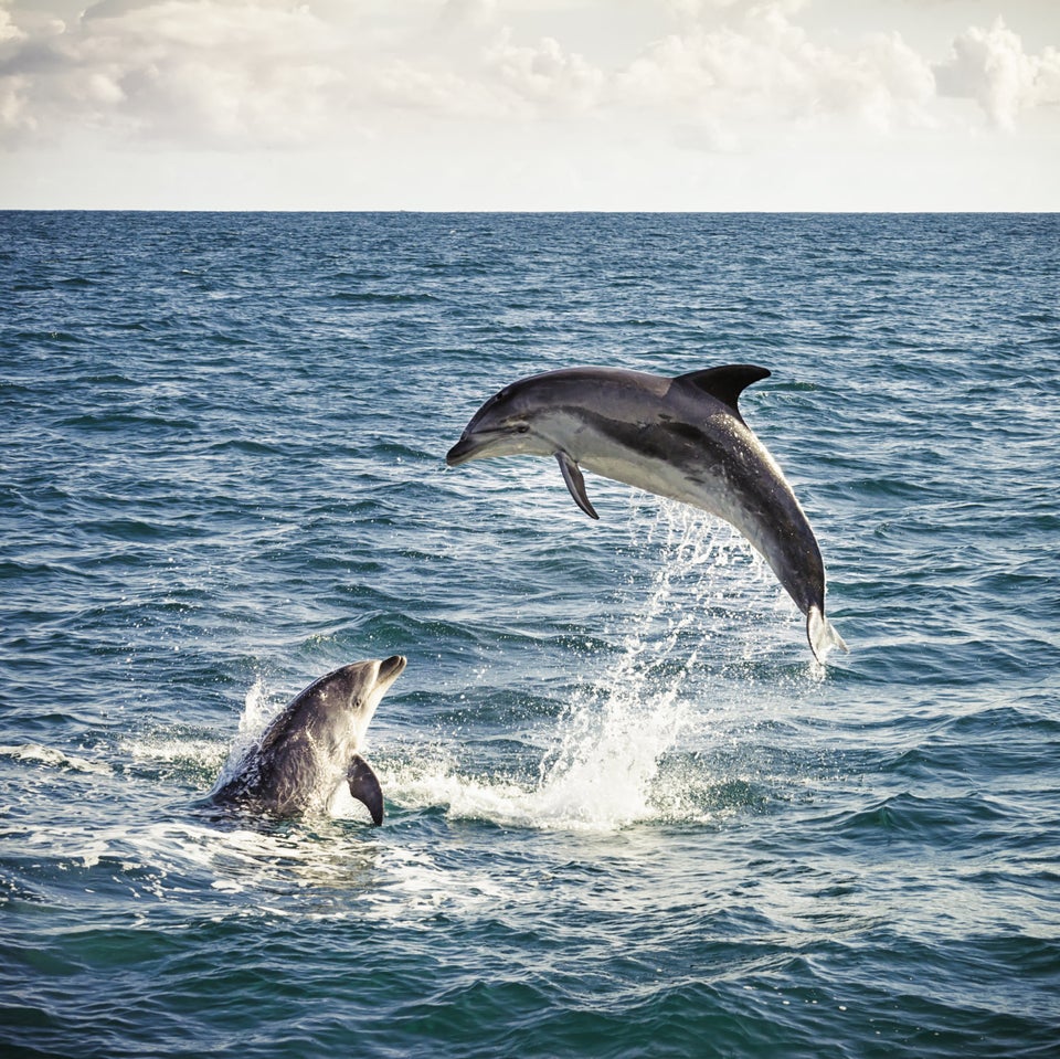 Super pod' of dolphins seen off California coast – KIRO 7 News Seattle