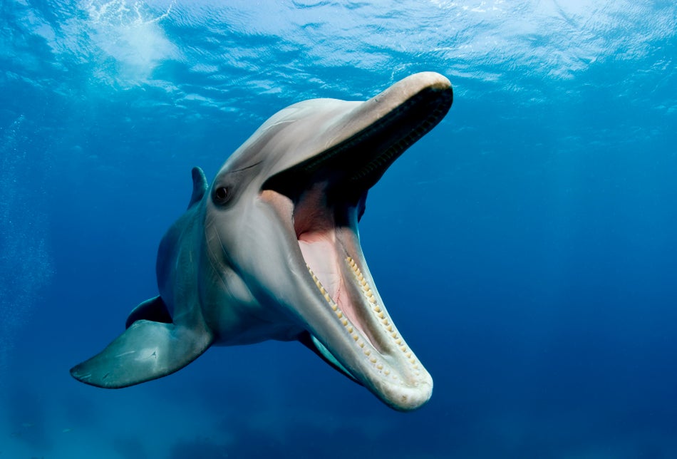Scientists Want To Understand The Language Of Dolphins By 2021 HuffPost