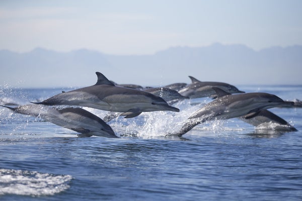 Dolphins have a 'highly advanced' spoken language, study finds