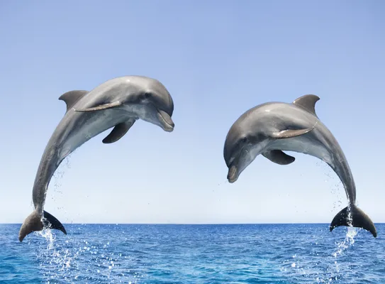 Dolphins have a 'highly advanced' spoken language, study finds