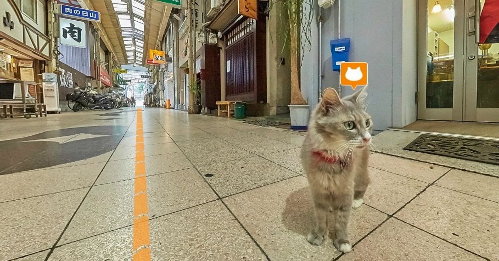 'cat Street View' Offers A Cat's-eye View Of The World 